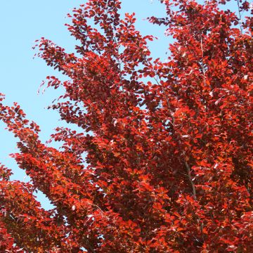 Fagus sylvatica Atropunicea - Hêtre pourpre