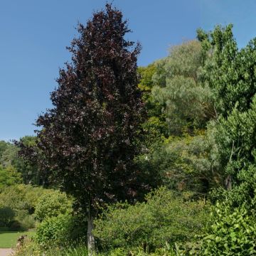 Fagus sylvatica Dawyck Purple - Faggio fastigiato