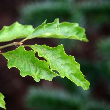 Fagus sylvatica Dentata - Faggio