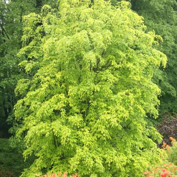 Fagus sylvatica Rohan Gold - Faggio