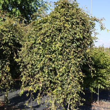 Fagus sylvatica Rohan Green Weeping - Faggio