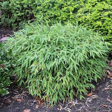 Fargesia murielae Elias