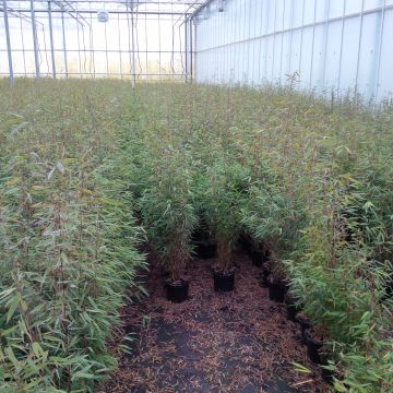 Fargesia sp Sichuan Green Dragon