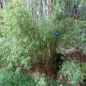 Fargesia angustissima