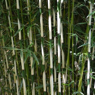 Fargesia robusta Pingwu