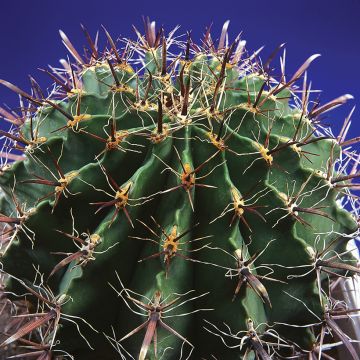Ferocactus horridus