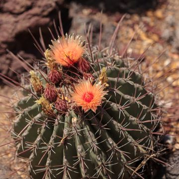 Ferocactus rectispinus