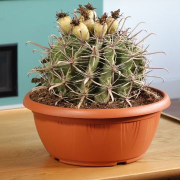 Ferocactus horridus