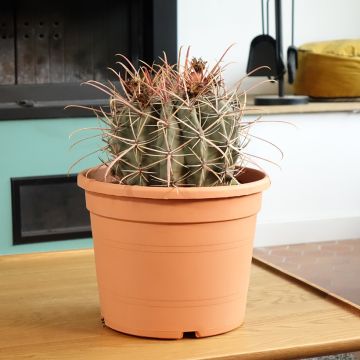 Ferocactus rectispinus