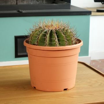 Ferocactus schwarzii