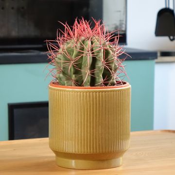 Ferocactus stainesii