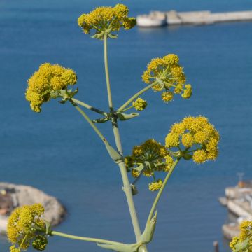 Ferula tingitana - Silfio