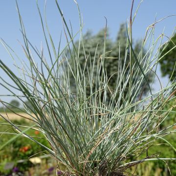 Festuca glauca Intense Blue - Festuca blu