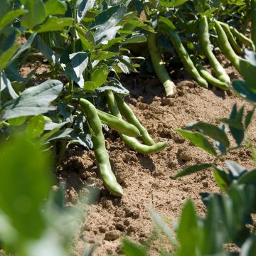 Fava Aguadulce a baccello molto longo BIO