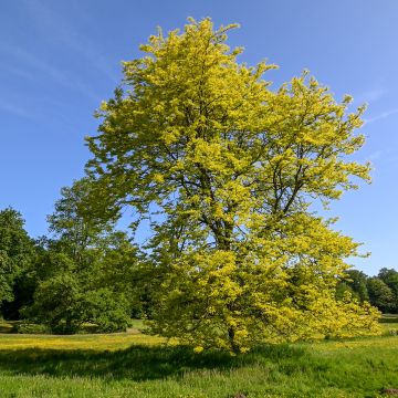 Gleditsia triacanthos f.inermis Sunburst