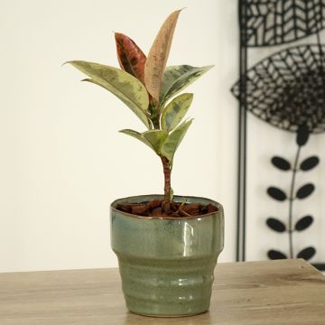 Ficus Shivereana