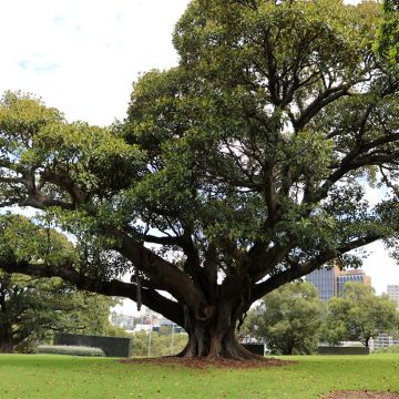Ficus rubiginosa Australis