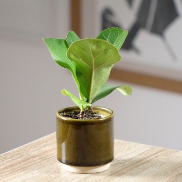 Ficus lyrata