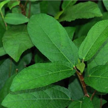 Ficus tikoua - Fico rampicante