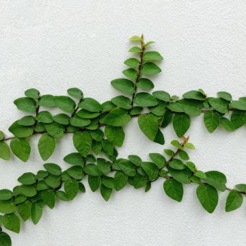 Ficus pumila Arina - Fico rampicante
