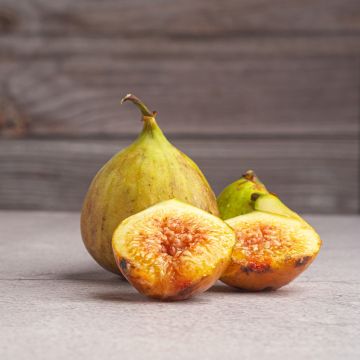 Fico Gustis Ficcolino