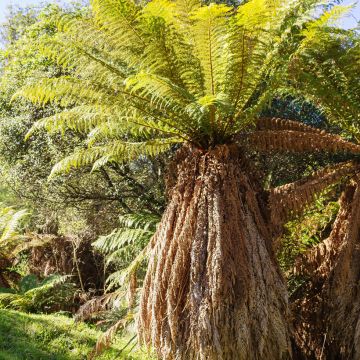Dicksonia fibrosa - Felce arborea dorata
