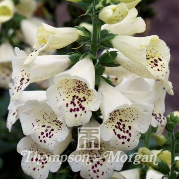 Digitalis purpurea Camelot Cream - Digitale rossa