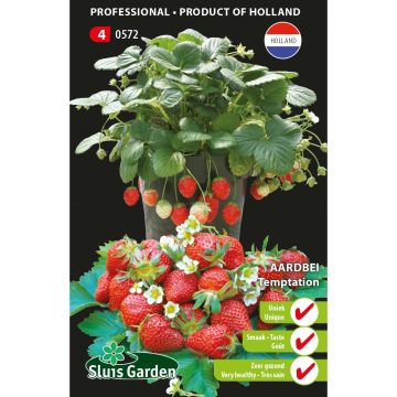 Fragola Temptation (semi)