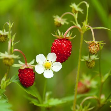 Fragola delle quattro stagioni