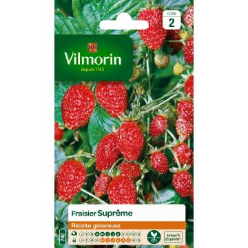 Fragola delle quattro stagioni supreme - Vilmorin