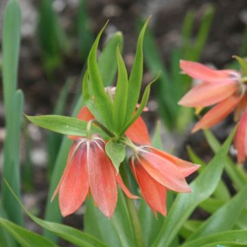 Fritillaria imperialis Bach - Corona imperiale