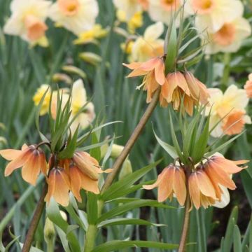 Fritillaria imperialis Tchaikovsky - Corona imperiale