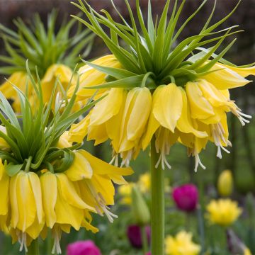 Fritillaria imperialis Lutea - Corona imperiale
