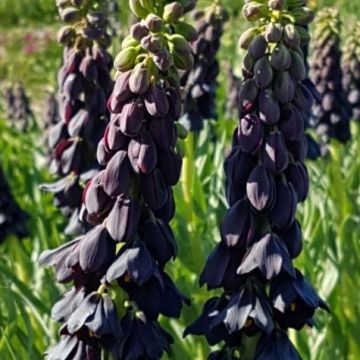 Fritillaria persica Twintowers Tribute - Meleagride persiana