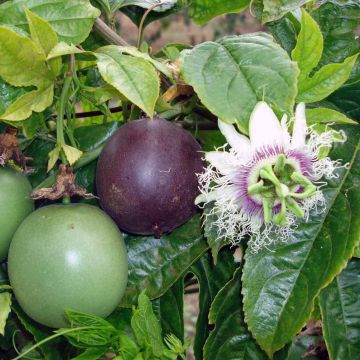 Passiflora edulis - Maracujá