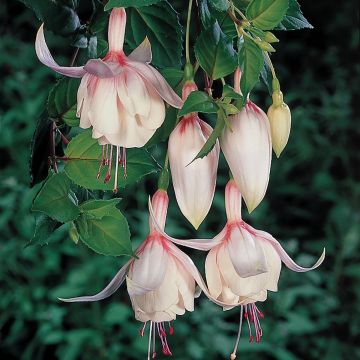 Fuchsia Annabel - Fucsia