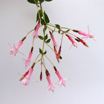 Fuchsia First Success - Fucsia