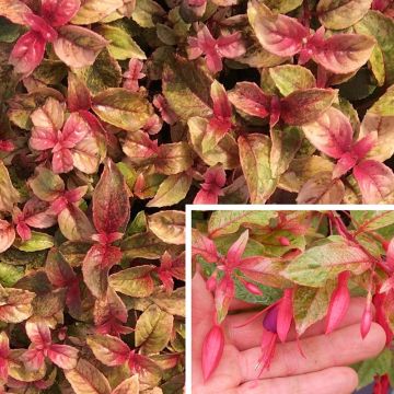 Fuchsia Happy Birthday - Fucsia