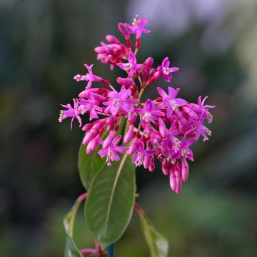 Fuchsia Lechlade Gordon - Fucsia