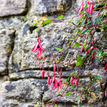 Fuchsia Mrs Popple - Fucsia