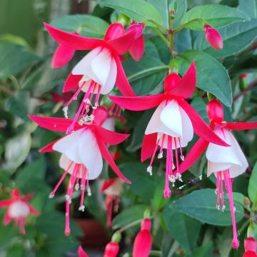 Fuchsia Summermelody Sunfilipe Red-White - Fucsia