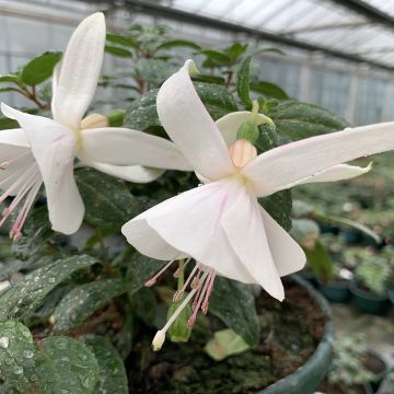 Fuchsia Ting a Ling - Fucsia