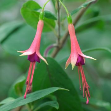 Fuchsia brevilobis - Fucsia