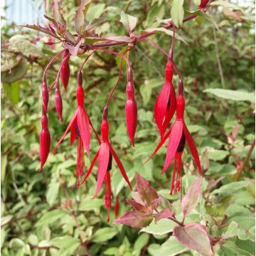 Fuchsia magellanica Tricolorii - Fucsia