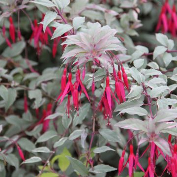 Fuchsia magellanica Versicolor - Fucsia