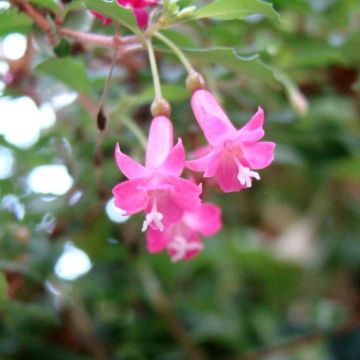 Fuchsia minutiflora - Fucsia