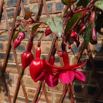 Fuchsia Marinka - Fucsia
