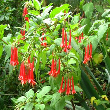 Fuchsia triphylla - Fucsia