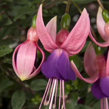 Fuchsia Lambada - Fucsia