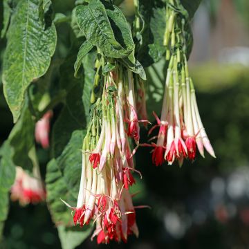 Fuchsia boliviana Alba - Fucsia